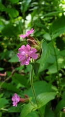 Silene dioica