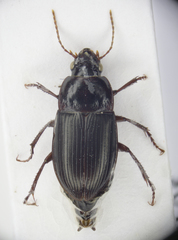 Amara equestris