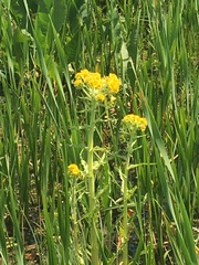 Tephroseris palustris