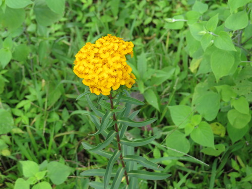 Mexican Marigold