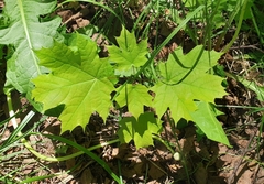 Acer platanoides