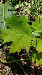 Acer platanoides