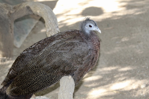 Argusianus argus