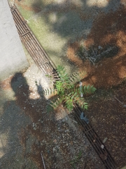 Ailanthus altissima