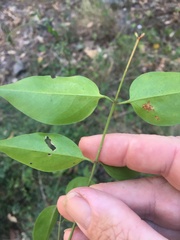 Jasminum simplicifolium