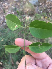 Jasminum simplicifolium