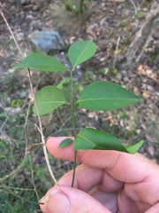 Jasminum simplicifolium