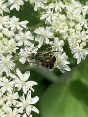 Trichiotinus affinis