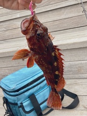 Sebastiscus marmoratus