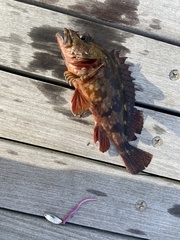 Sebastiscus marmoratus