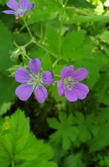 Geranium sylvaticum