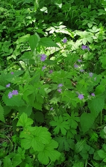 Geranium sylvaticum