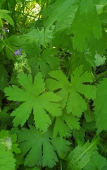 Geranium sylvaticum