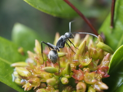 Camponotus parius