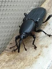 Odoiporus longicollis