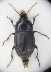 Amara equestris