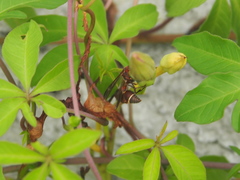 Ropalidia hongkongensis