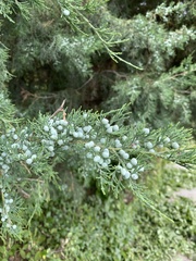 Juniperus