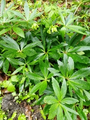 Helleborus viridis