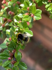 Bombus pratorum