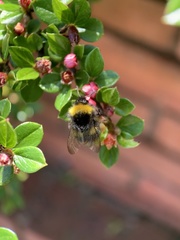 Bombus pratorum