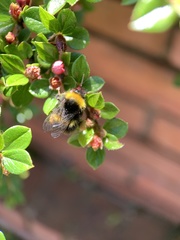 Bombus pratorum