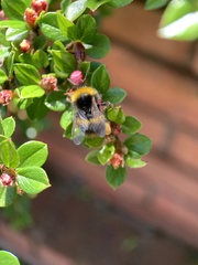 Bombus pratorum