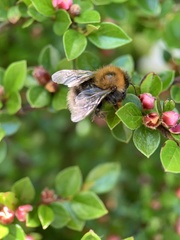 Bombus hypnorum