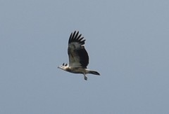 Haliaeetus leucogaster