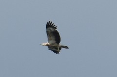 Haliaeetus leucogaster