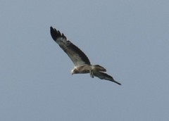 Haliaeetus leucogaster