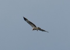 Haliaeetus leucogaster