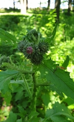 Carduus crispus