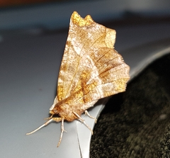 Selenia alciphearia
