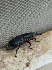 Odoiporus longicollis