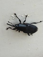 Odoiporus longicollis