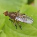Scathophaga furcata - Photo (c) Michael Knapp, some rights reserved (CC BY), uploaded by Michael Knapp