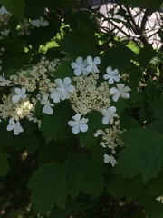 Viburnum opulus