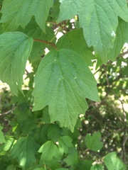 Viburnum opulus