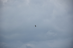Haliaeetus leucogaster