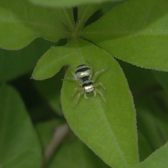 Phintella accentifera