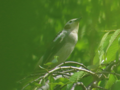 Agropsar philippensis