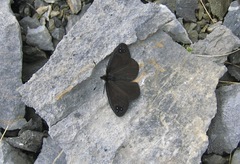 Percnodaimon merula