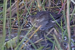 Paragallinula angulata