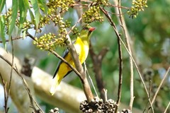 Oriolus chlorocephalus