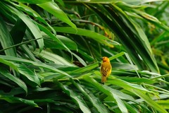 Ploceus castaneiceps