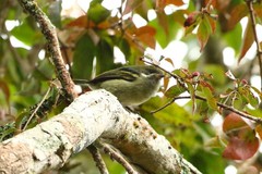 Pogoniulus leucomystax