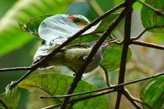 Anthreptes neglectus
