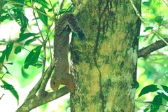 Heliosciurus undulatus