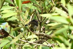 Anthreptes neglectus